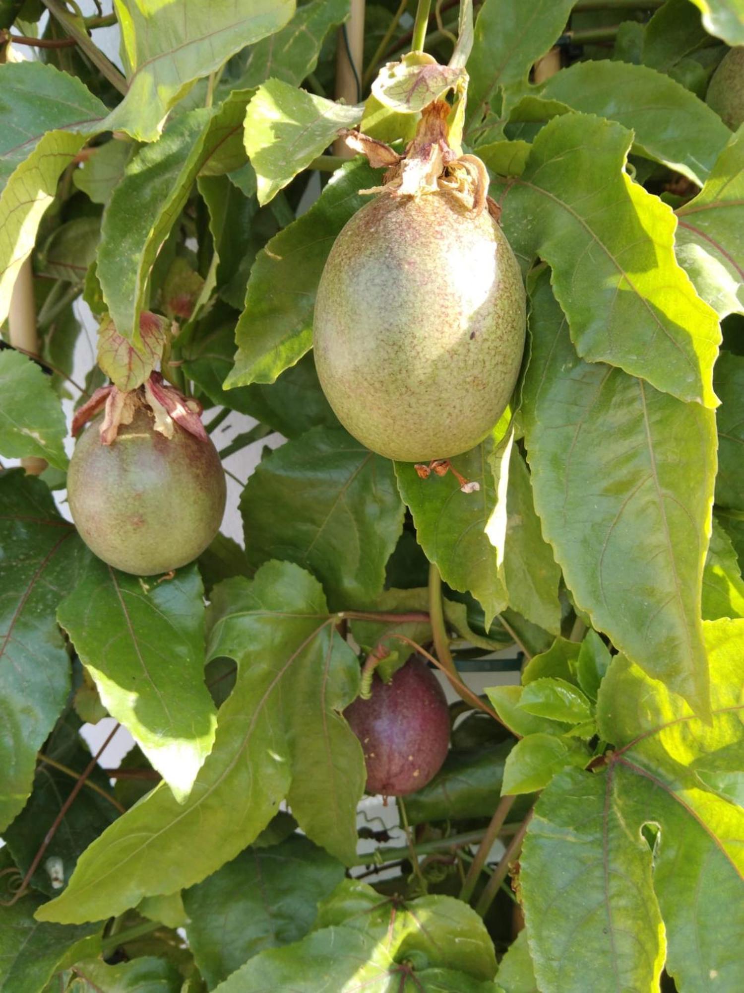 B&B La Granadilla Cónchar Buitenkant foto